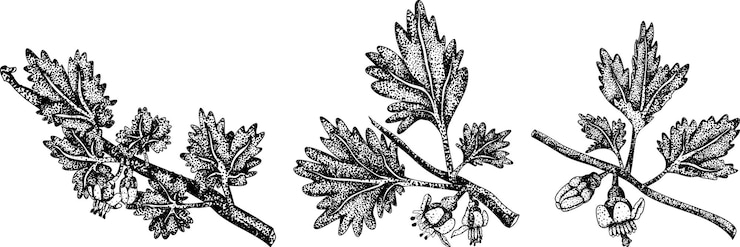 Vector gooseberry2