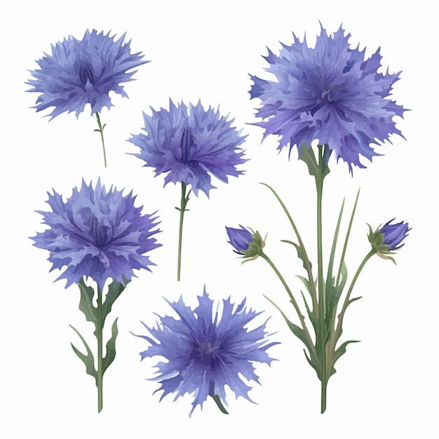 A gorgeous cornflower flower vector design perfect for tshirt prints and other apparel