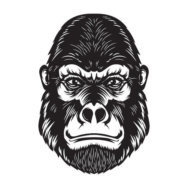 Gorilla ape head illustration on white background.  elements for poster, emblem, sign.  image