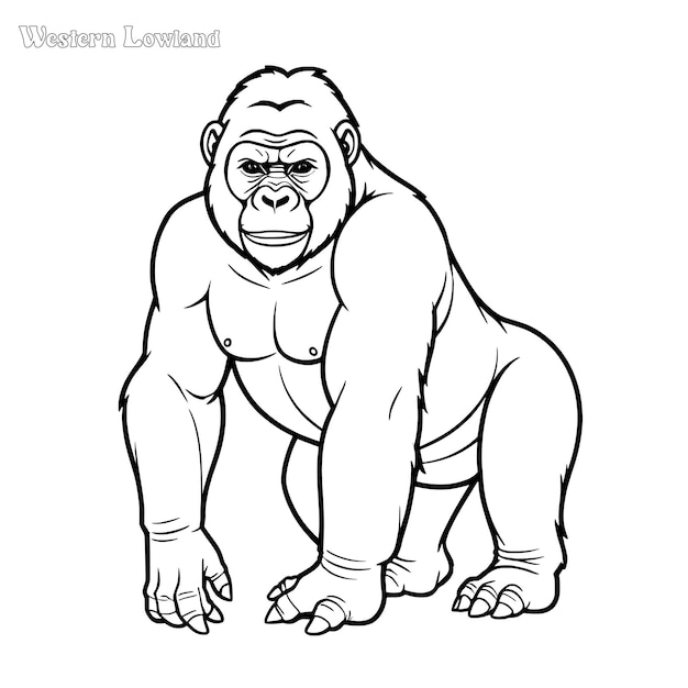 Gorilla hand drawn coloring page and outline vector design