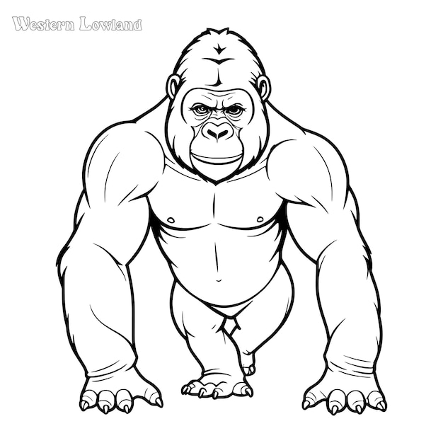 Gorilla hand drawn coloring page and outline vector design