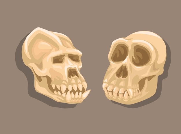 Vector gorilla and monkey skull bone set illustration vector