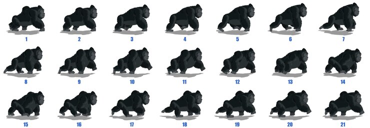 gorilla walk cycle animation sequence vector
