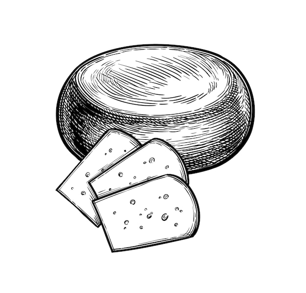 Vector gouda cheese ink sketch