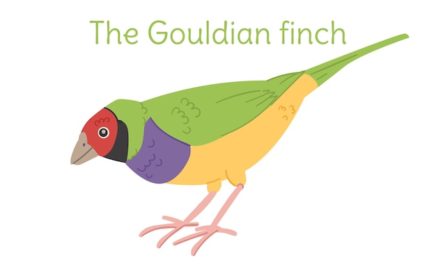 Vector the gouldian finch is standing australian bird in a simple style flat vector illustration