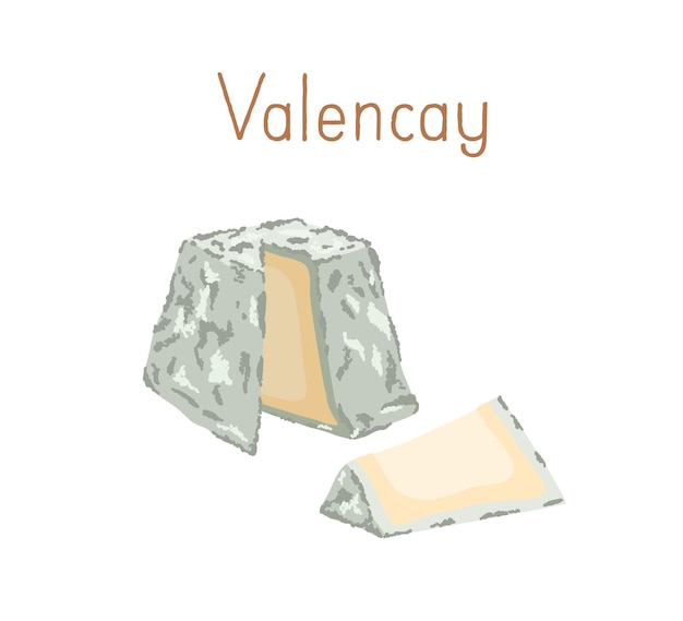 Gourmet French Valencay cheese with blue moldy rind. Cut piece of delicious soft chees with mold. Colored flat vector illustration of delicatessen food isolated on white background.