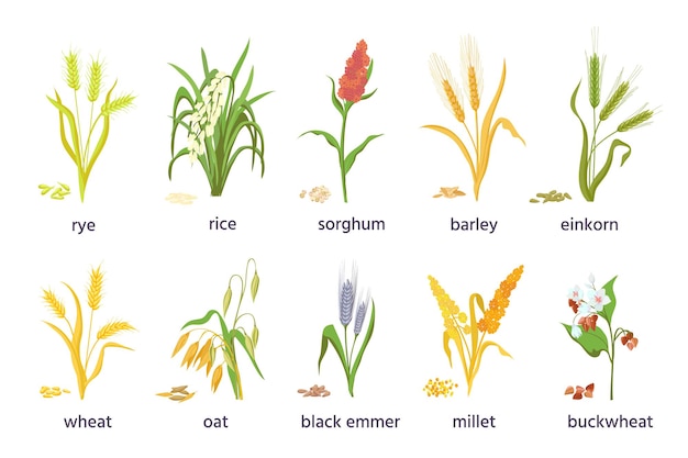 Vector graan landbouwgewassen, gewas spikes, oren en granen. landbouwgierst, tarwe, sorghum, rijst, gerst en haveraartjes en zaadvectorset