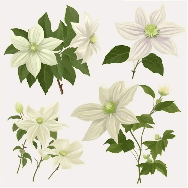 Graceful clematis flower line art for stationery designs