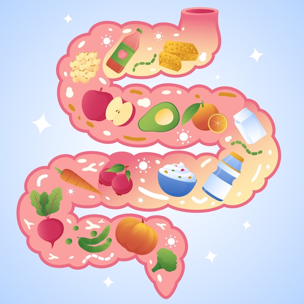 Vector gradient gut health illustration