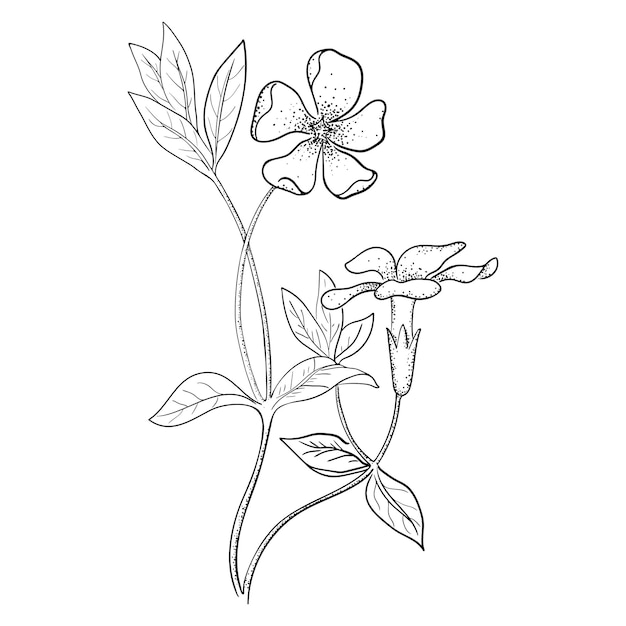 Grafische illustratie van maagdenpalmbloem
