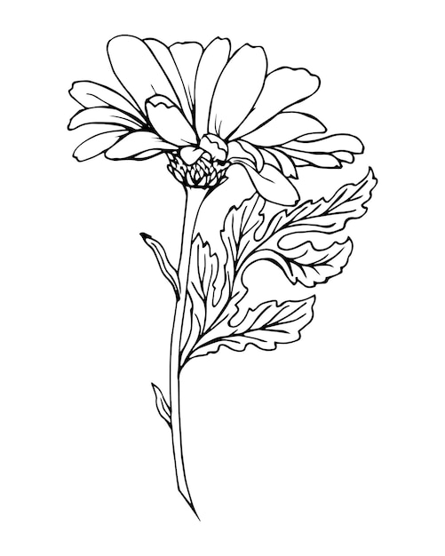 Grafische tekening van een kamille bloem zwarte omtrek