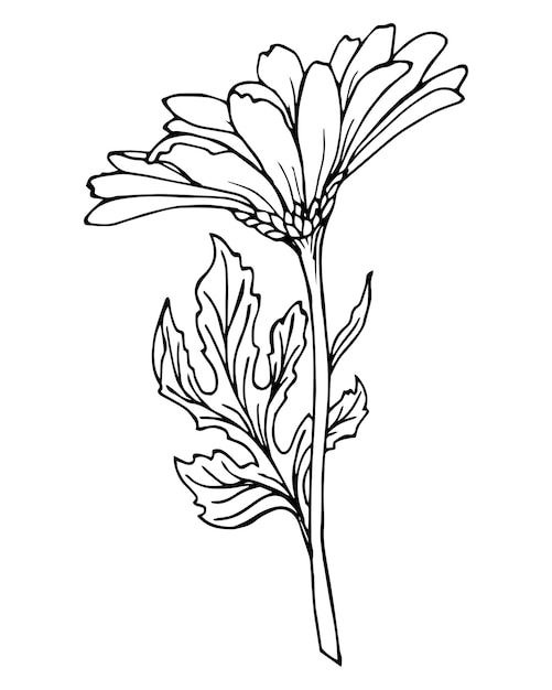 Grafische tekening van een kamille bloem zwarte omtrek