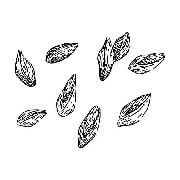 Vector grain barley sketch hand drawn vector