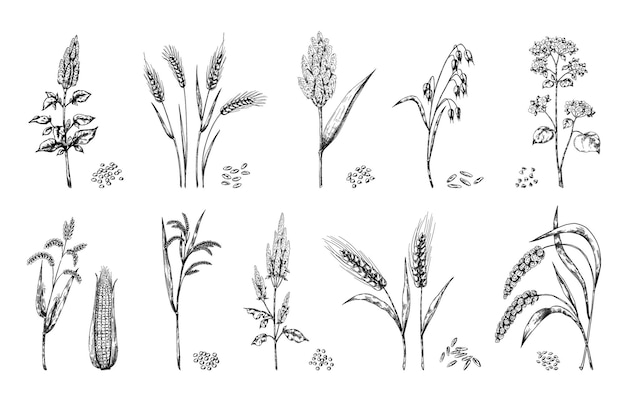 穀物 手描きの穀物 農業収穫 モロコシと小麦の穂 ソバまたはアマランスの茎 孤立したトウモロコシの穂軸 種子のヒープと大麦の茎 ベクトル食品スケッチ セット