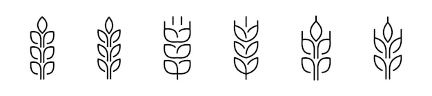 Icone del vettore di grano collezione di icone dell'orecchio di grano simbolo del glutine vettore