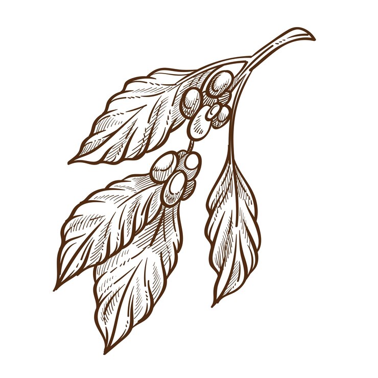 Vector grains or seed coffee beans and leaves isolated sketch