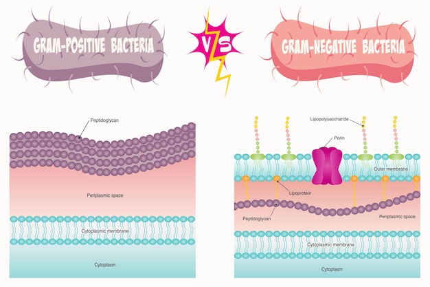 Vettore gram-positivi vs gram-negativi