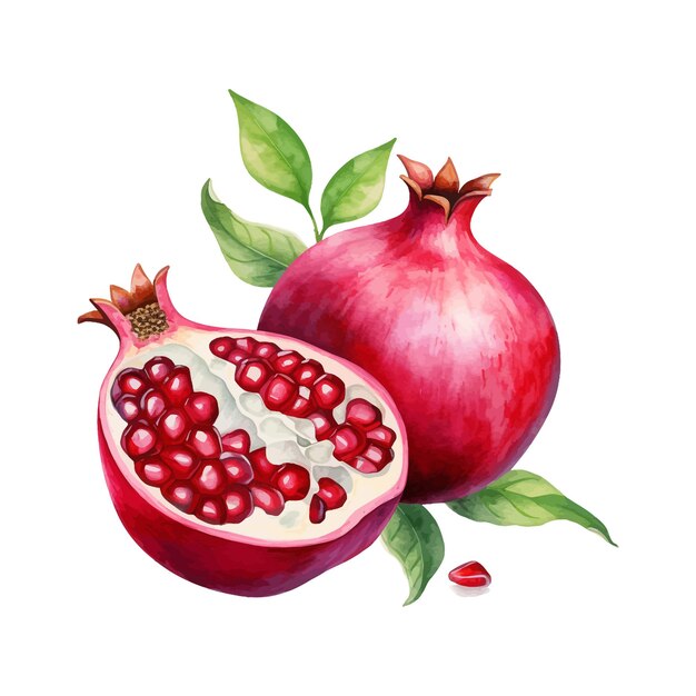 Granaatappel fruit aquarel clipart