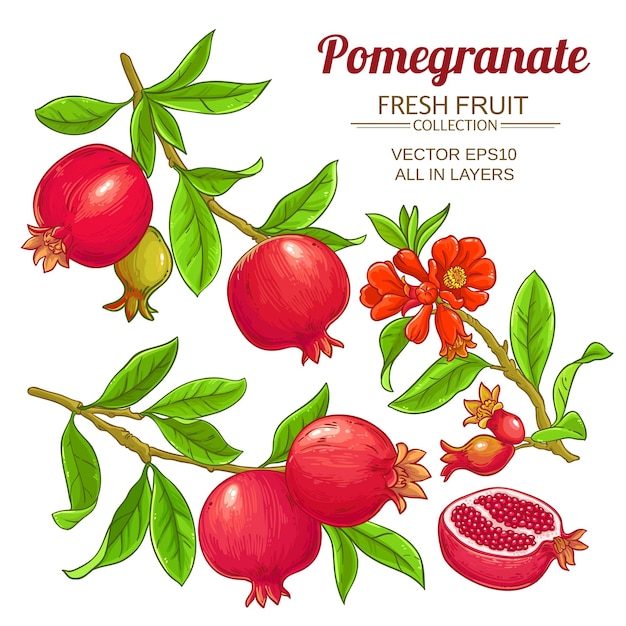 Granaatappel fruit vector set