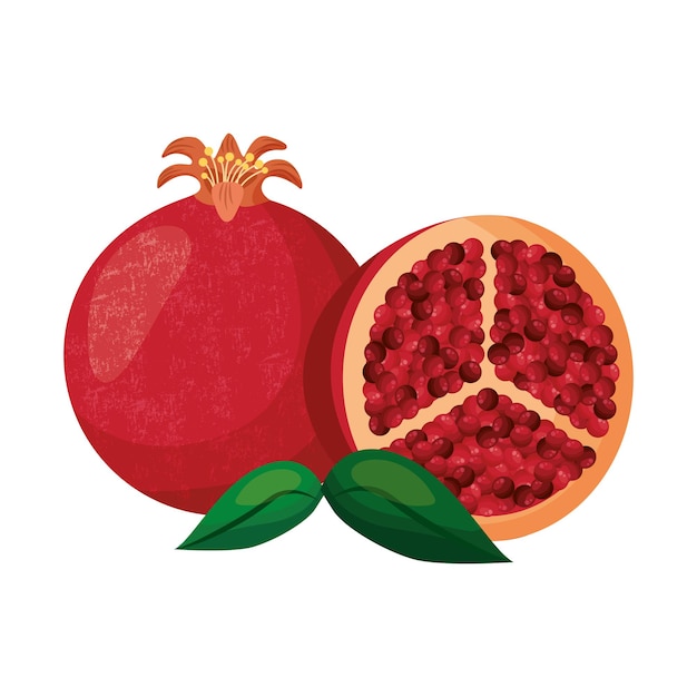 Granaatappel fruit vector