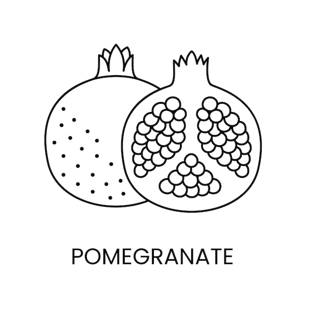 Vector granaatappel lijn icoon in vector fruit illustratie