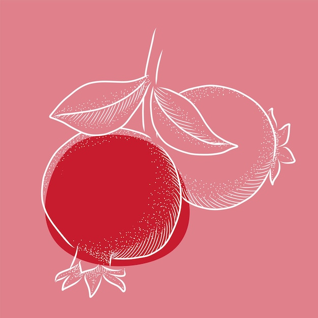 Granaatappel op tak vector tekening Hand getrokken tropische fruit illustratie