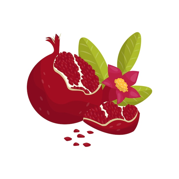 Granaatappel sappig vers fruit met bladeren en bloem vector illustratie op een witte background