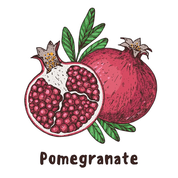 Granaatappelfruit met de hand getekend Vector illustratie Ontwerp pakket brochure illustratie Granaatappel illustratie Ontwerpelementen voor verpakkingsontwerp en andere