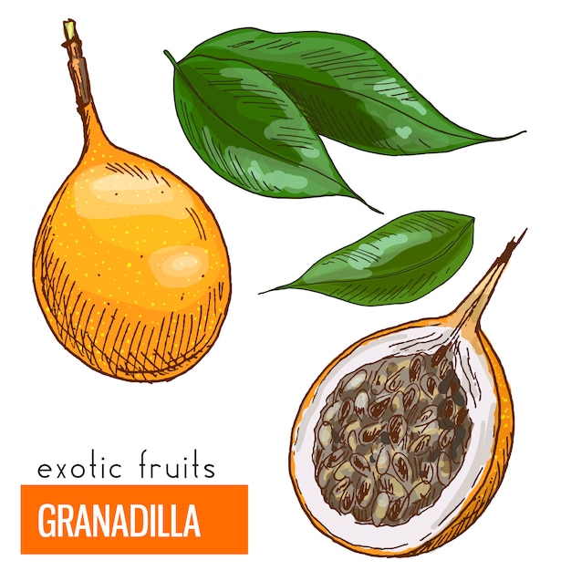 Granadilla. color vector illustration.