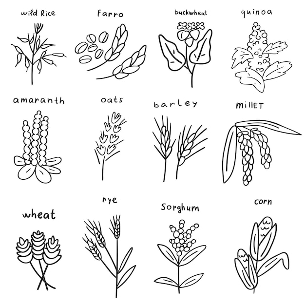 Vector granen. verzameling van overzichtspictogrammen. vectorillustraties op witte achtergrond.