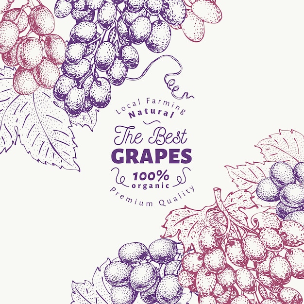 Grape berry ontwerpsjabloon. Hand getekend vector fruit illustratie. Gegraveerde stijl retro botanische achtergrond.
