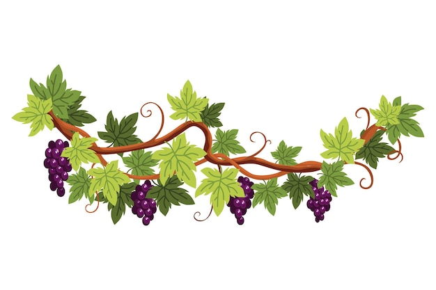 Vector grape bunch cluster of berries and leaves grape vine decorative climbing plant fruit growing healthy food isolated on white background