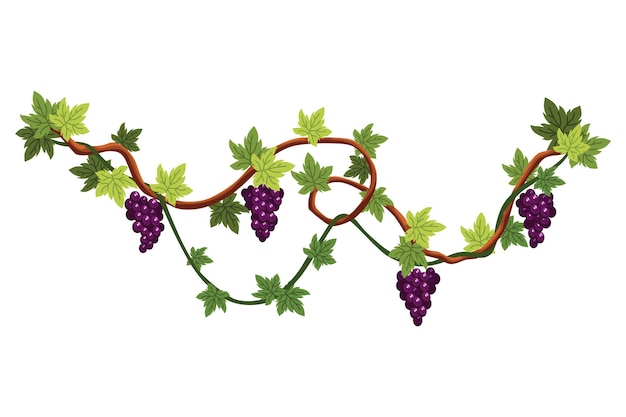 Вектор Виноградная гроздь гроздь ягод и листьев виноградная лоза декоративное альпинистское растение фрукты, выращивающие здоровую пищу, изолированную на белом фоне