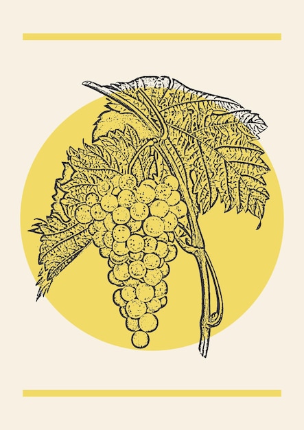 Grape bunch sketch illustration yellow poster Botanical art in engraving style