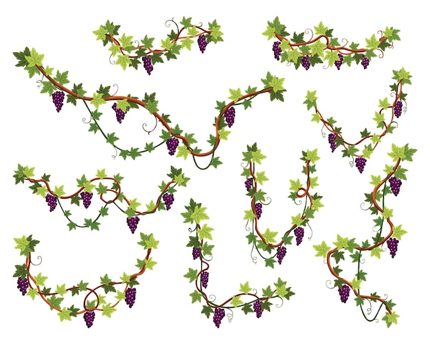 Grape bunches set Cluster of berries and leaves Grape vines decorative climbing plants Fruits growing healthy food isolated on white background