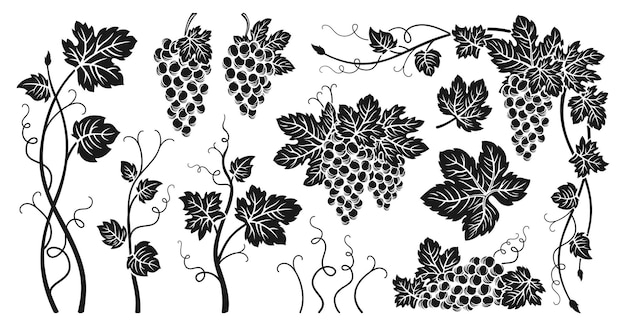 Vector grape bunches vine leaves engraved set sketch ink drawn outline grapes vintage design wine berry