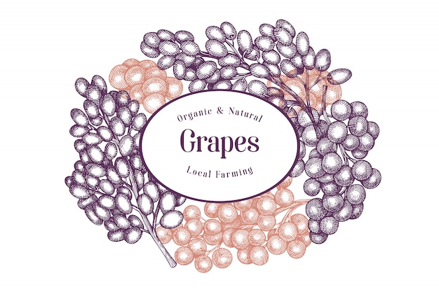 Grape design template. hand drawn vector grape berry illustration.