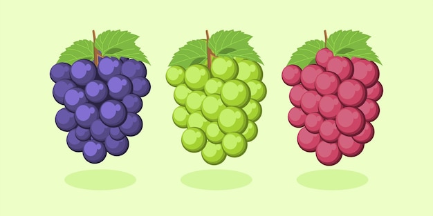 Vector grape fruit cartoon flat illustration