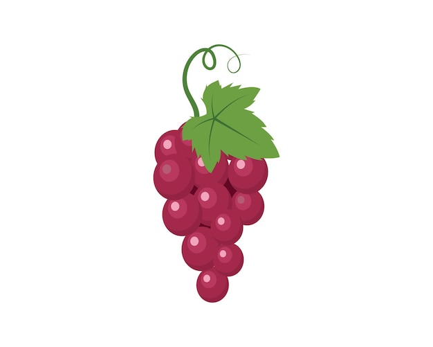 Grape fruits with leaf icon vector illustrtion  template