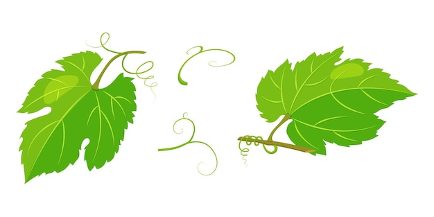Зеленые листья винограда изолированы на белой векторной лозе