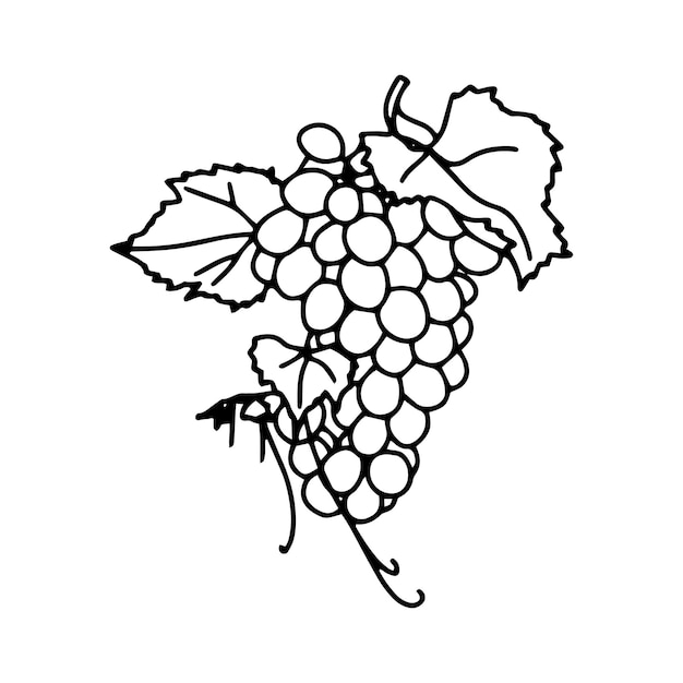 Vector grape hand drawn bunch outline a simple sketch drawing