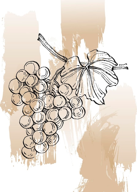 Vector grape hand painted illustrations for wall decoration minimalist flower in sketch style