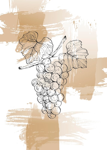 Grape hand Painted Illustrations for Wall Decoration minimalist flower in sketch style