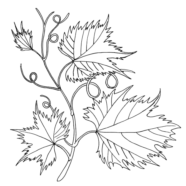 Grape Leaves baroque plants grapevine line art logo hand drawing