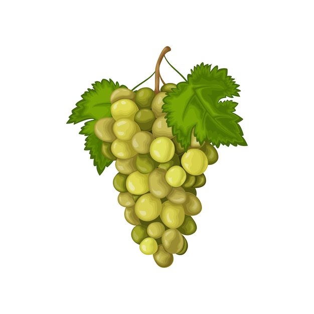 Виноград спелый зеленый виноград свежий виноград вино виноград векторные иллюстрации, изолированные на белом фоне