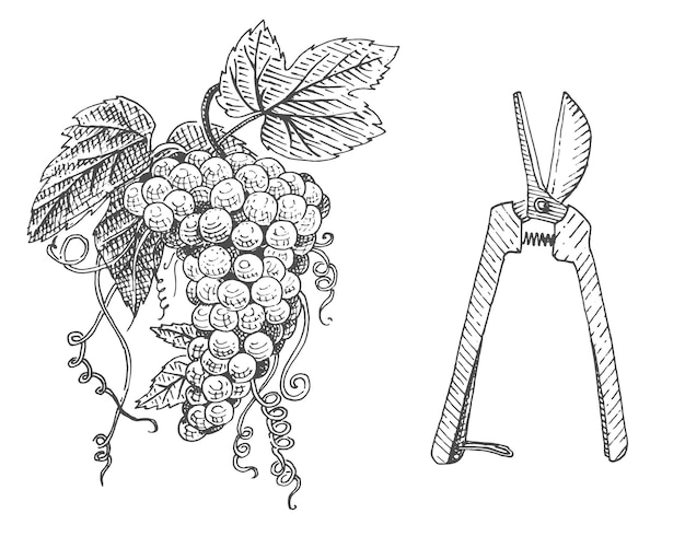 Vector grape and scissors hand drawn engraved old looking vintage illustration