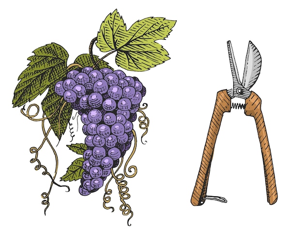 Vector grape and scissors hand drawn engraved old looking vintage illustration