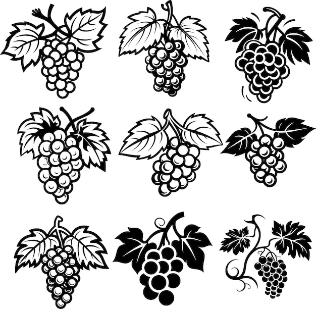 Vector grape silhouette black and white vector illustration collection