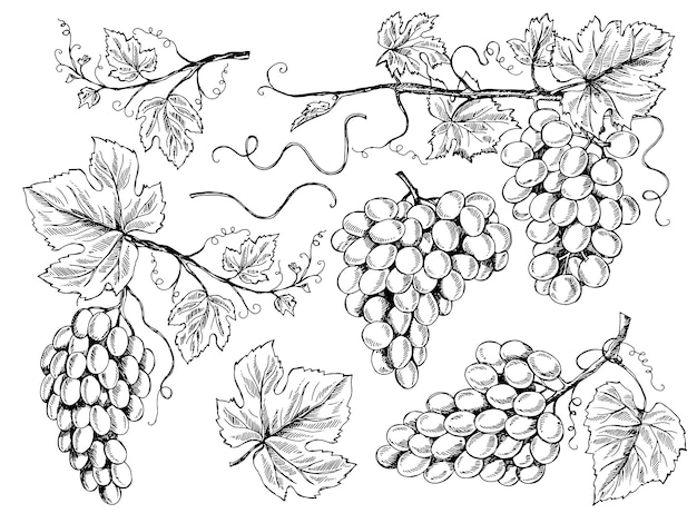 Grape sketch. Floral pictures wine grapes with leaves and tendrils vineyard engraving  hand drawn illustrations