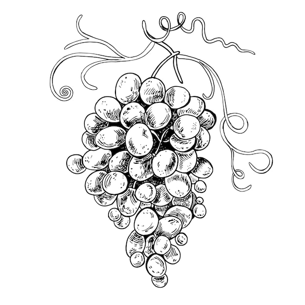 Grape sketch hand drawn Wine vine outline leaves Black white Antique vintage engraving illustration